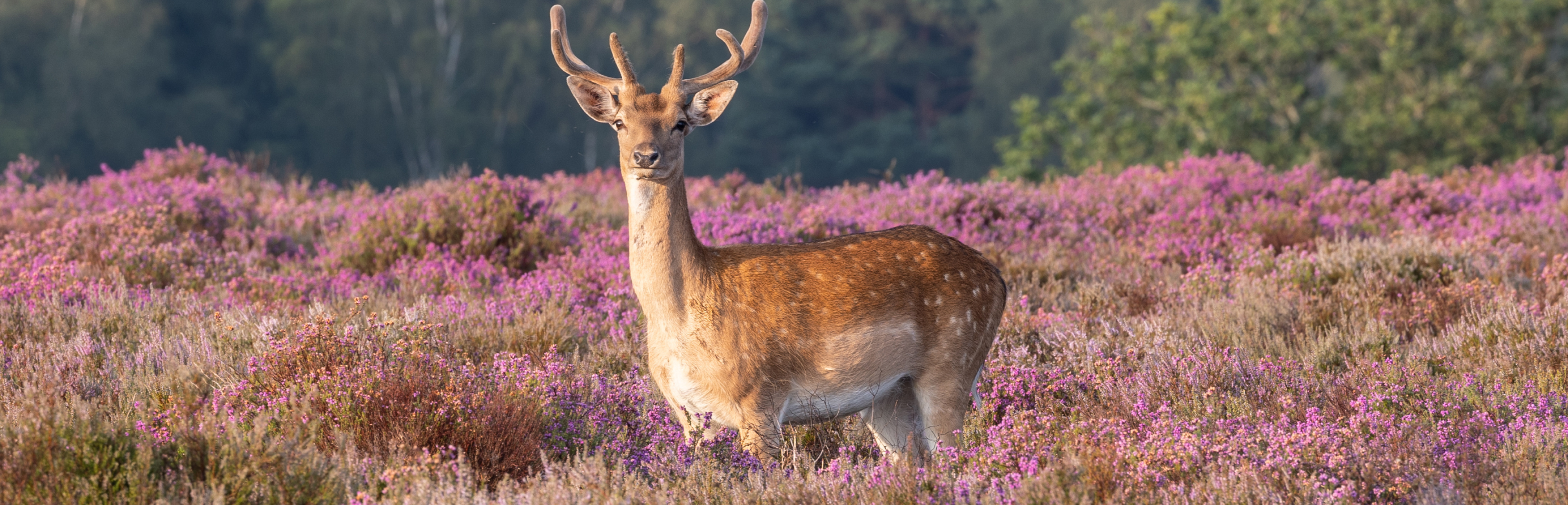 Inner Desktop Banner