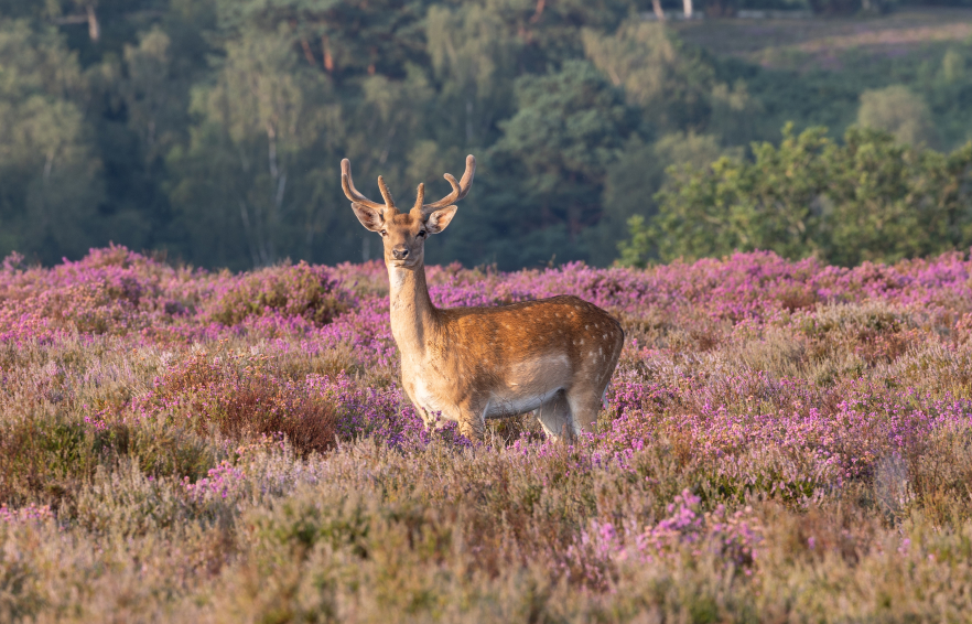 Carousel Desktop Walks